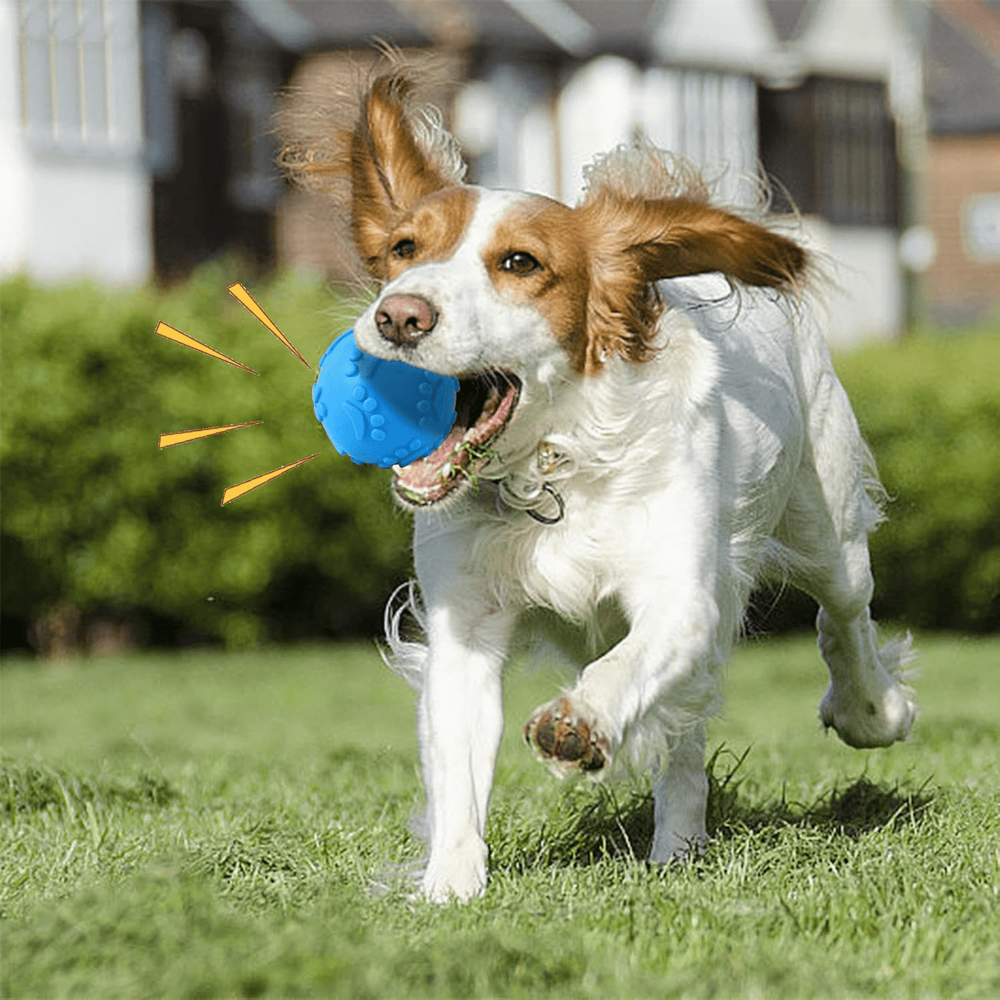 Balle pour Chien - DogChewToys™ - Bleu - Reve de chienlecoledeschats14:173blueBleuBalle pour Chien - DogChewToys™ - Bleu