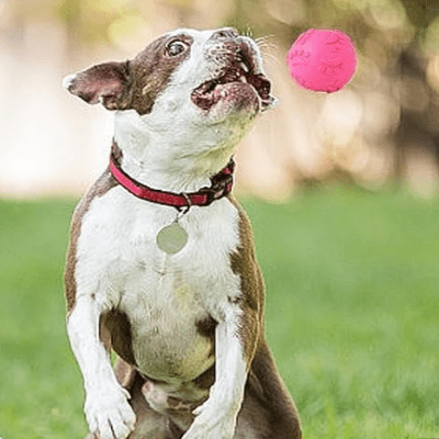 Balle pour Chien - DogChewToys™ - Rose - Reve de chienlecoledeschats14:1052pinkRoseBalle pour Chien - DogChewToys™ - Rose