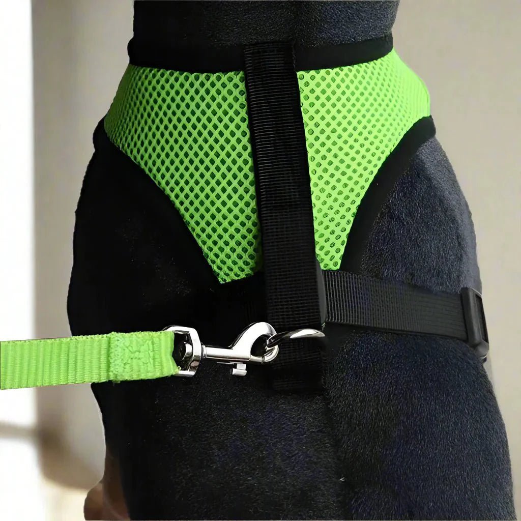Harnais Petit Chien - DogHarnessLeadLeash™ - Vert - Reve de chienlecoledeschats14:175;5:361386VertMHarnais Petit Chien - DogHarnessLeadLeash™ - Vert