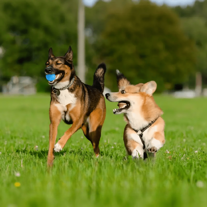Balle pour Chien - DogChewToys™ - Bleu - Reve de chienlecoledeschats14:173blueBleuBalle pour Chien - DogChewToys™ - Bleu