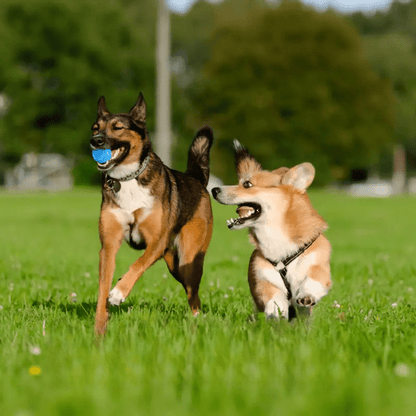 Balle pour Chien - DogChewToys™ - Bleu - Reve de chienlecoledeschats14:173blueBleuBalle pour Chien - DogChewToys™ - Bleu