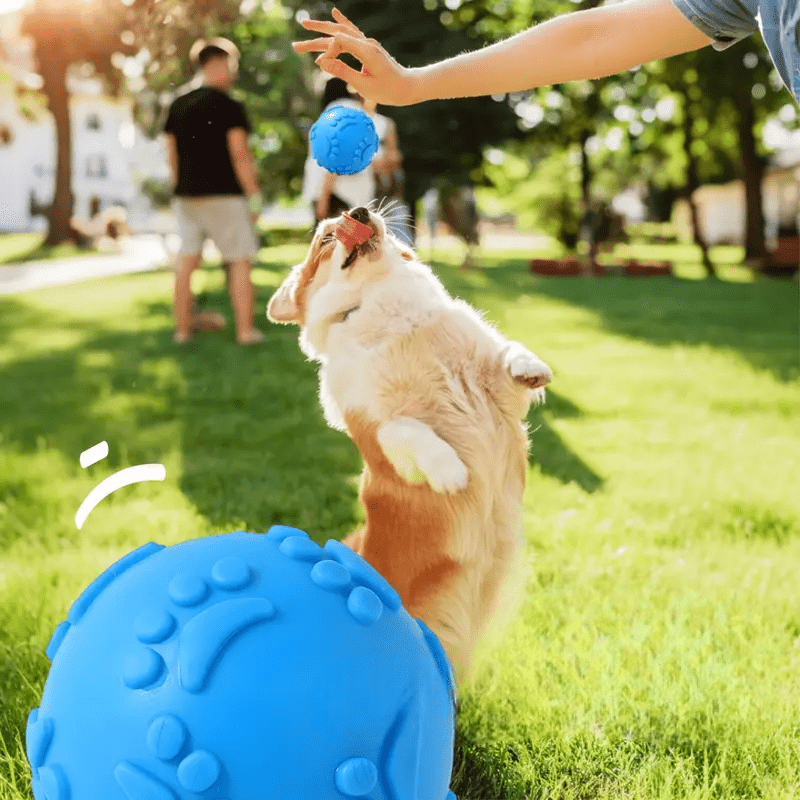 Balle pour Chien - DogChewToys™ - Bleu - Reve de chienlecoledeschats14:173blueBleuBalle pour Chien - DogChewToys™ - Bleu