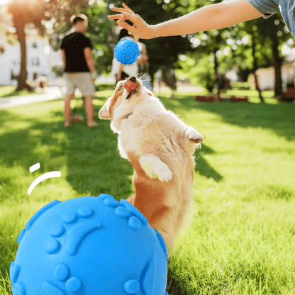 Balle pour Chien - DogChewToys™ - Bleu - Reve de chienlecoledeschats14:173blueBleuBalle pour Chien - DogChewToys™ - Bleu