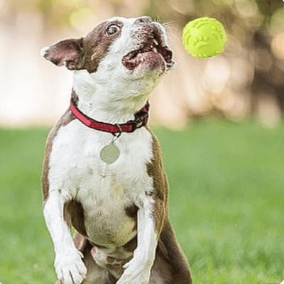 Balle pour Chien - DogChewToys™ - Jaune - Reve de chienlecoledeschats14:366yellowJauneBalle pour Chien - DogChewToys™ - Jaune