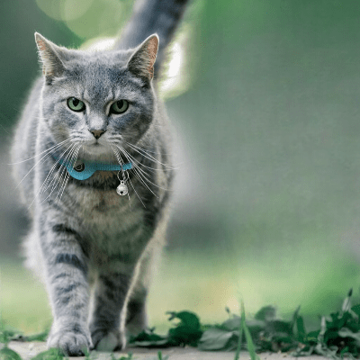 Collier Airtag Chat - CatAirTagCollar™ - Bleu