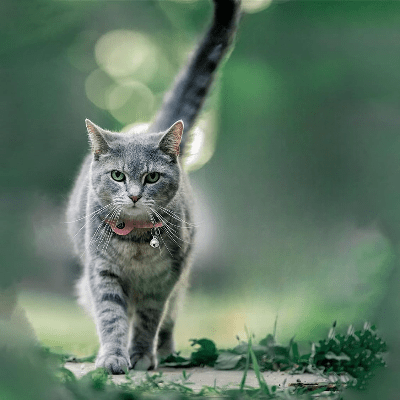 Collier Airtag Chat - CatAirTagCollar™ - Rose