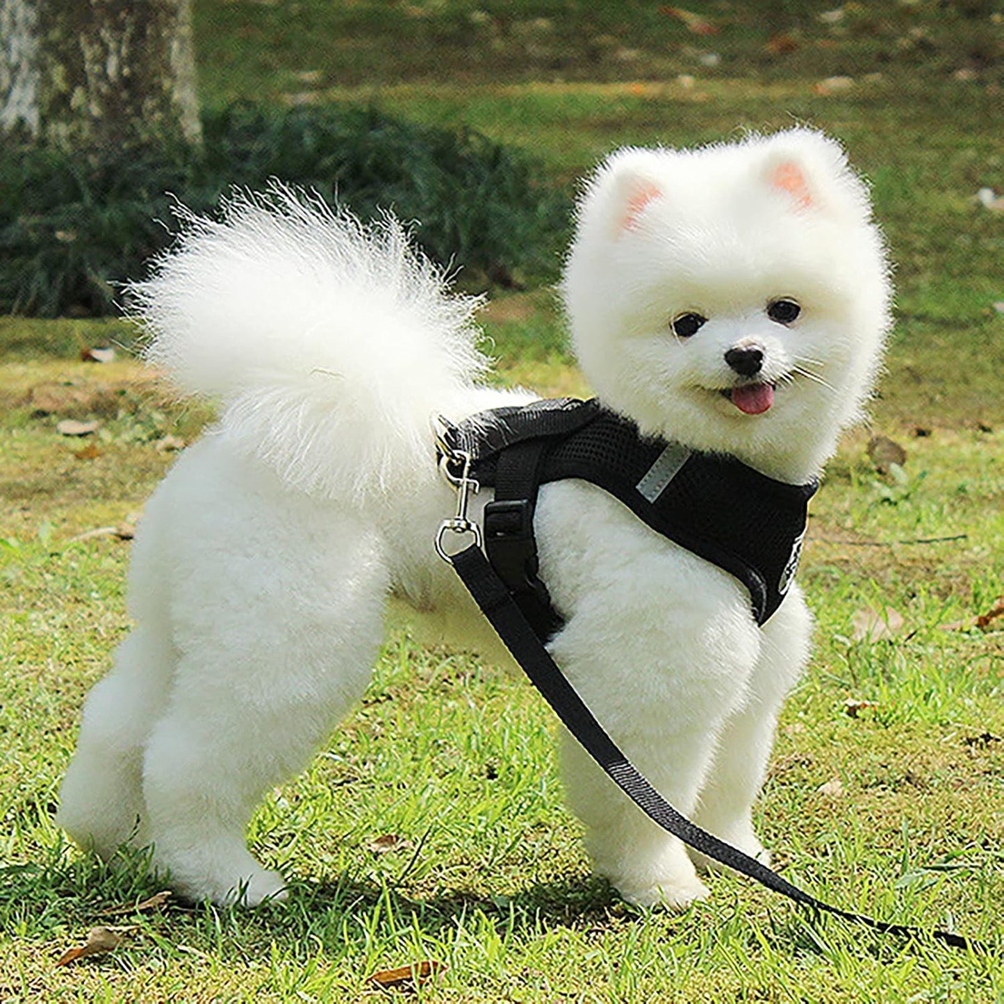 Harnais Petit Chien - DogHarnessLeadLeash™ - Noir - Reve de chienlecoledeschats14:193;5:361386NoirMHarnais Petit Chien - DogHarnessLeadLeash™ - Noir