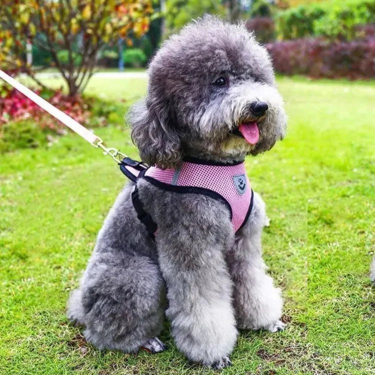 Harnais Petit Chien - DogHarnessLeadLeash™ - Rose - Reve de chienlecoledeschats14:1052;5:361386RoseMHarnais Petit Chien - DogHarnessLeadLeash™ - Rose