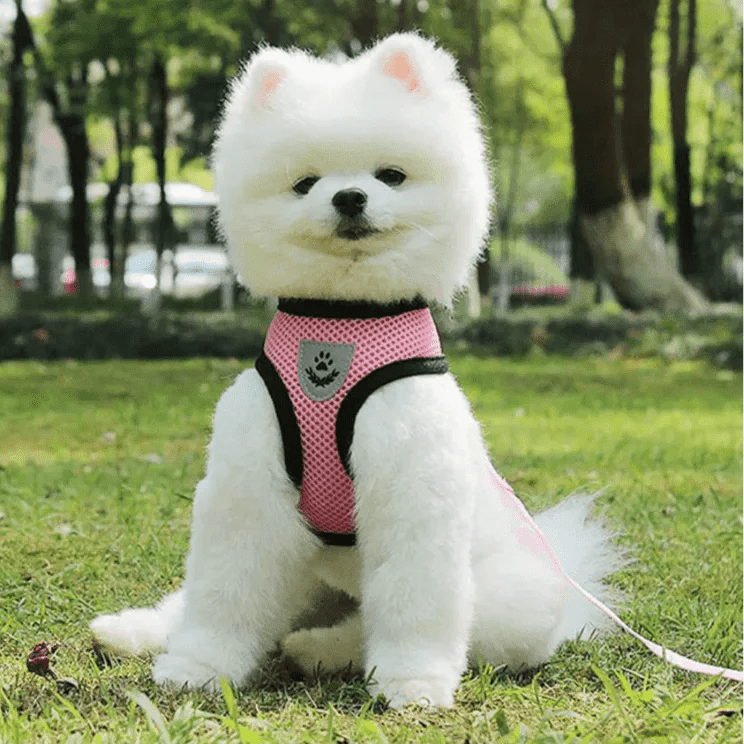 Harnais Petit Chien - DogHarnessLeadLeash™ - Rose - Reve de chienlecoledeschats14:1052;5:361386RoseMHarnais Petit Chien - DogHarnessLeadLeash™ - Rose